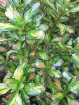 Coprosma repens